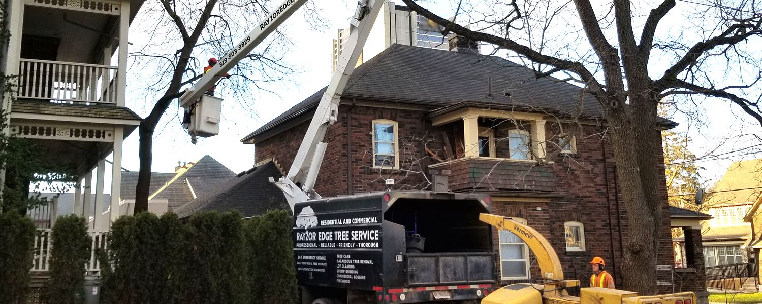 7 Things You Need To Know About Tree Removal