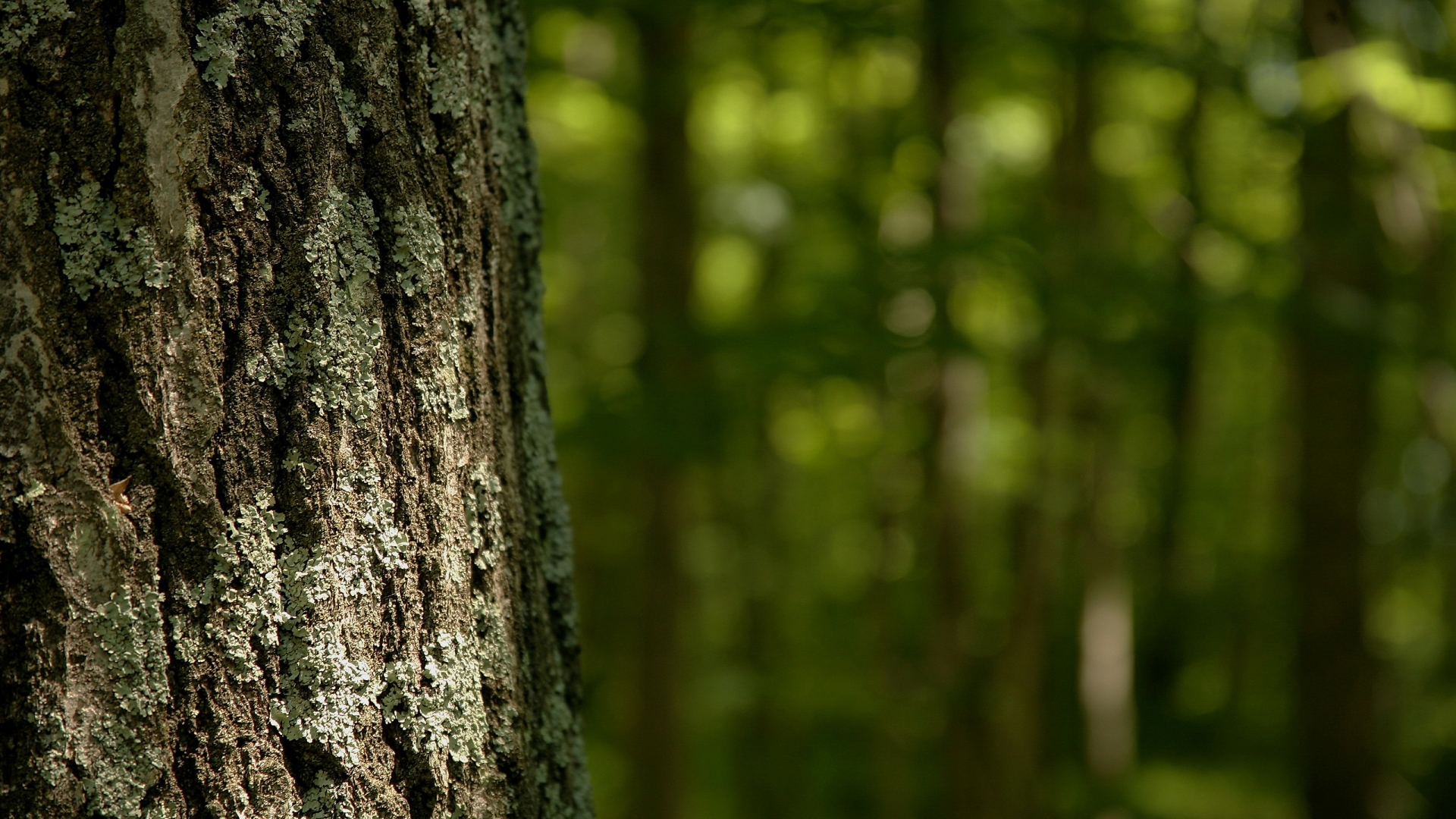 Tree Assessment: What To Expect