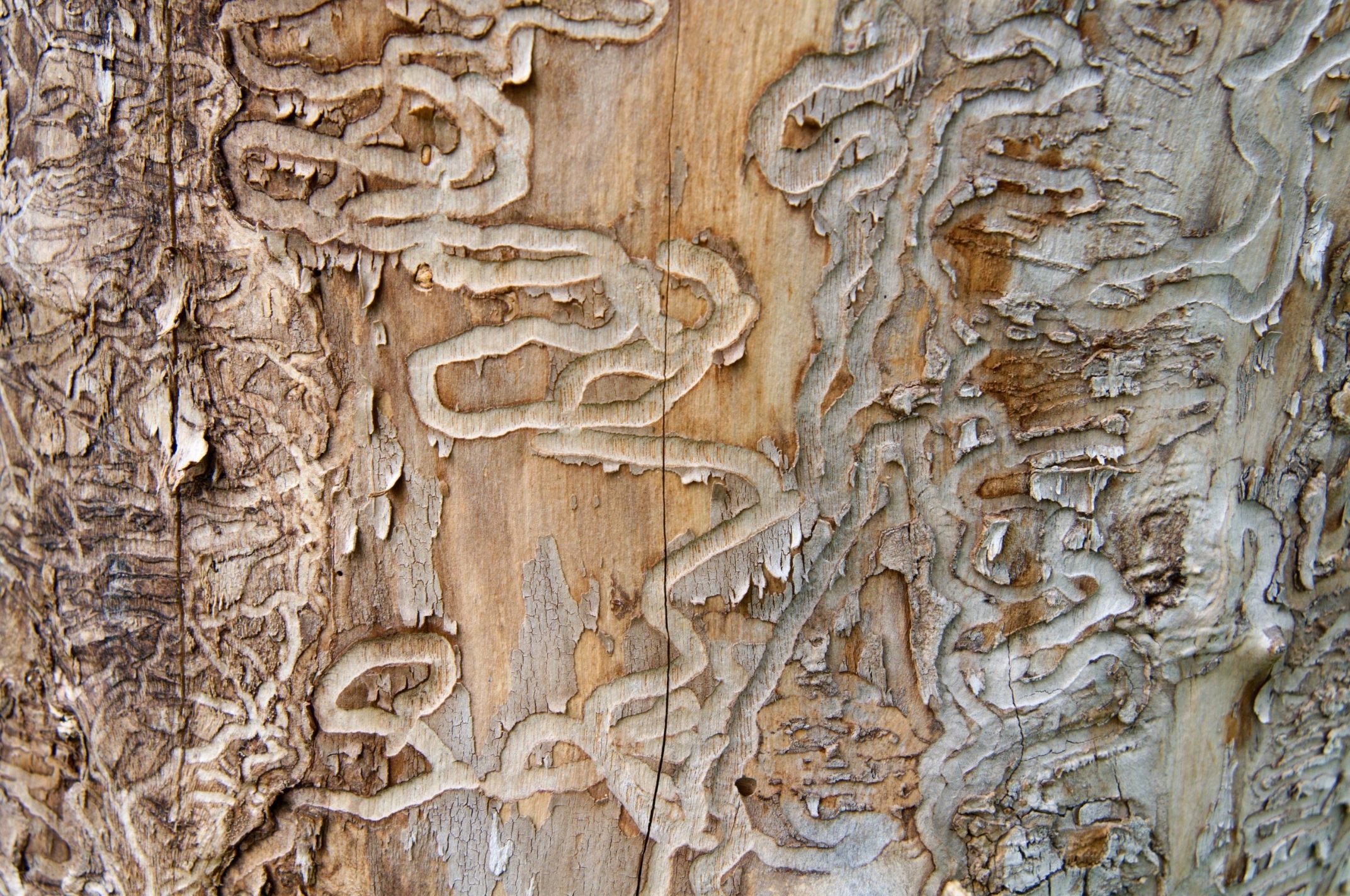 Emerald Ash Borer Treatment and Control