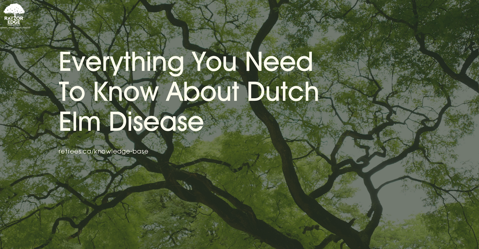 Everything You Need To Know About Dutch Elm Disease